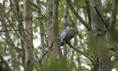 Columba palumbus
