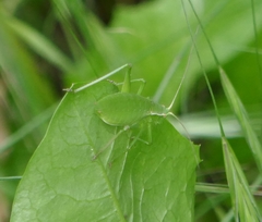Isophya pyrenaea