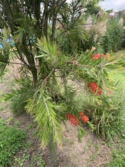 Melaleuca