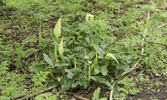 Arum maculatum
