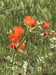 Sphaeralcea munroana