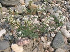 Astragalus versicolor