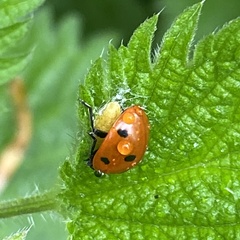 Dinocampus coccinellae paralysis virus
