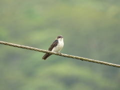 Pygochelidon cyanoleuca