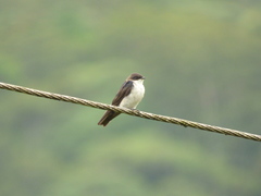 Pygochelidon cyanoleuca