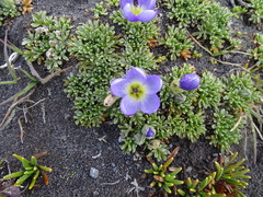 Nototriche phyllanthos