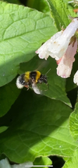 Bombus