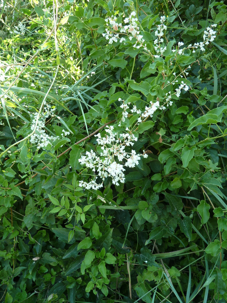 Russian Vine (Official Plant List of the ABQ Backyard Refuge Program