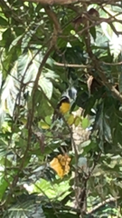Coereba flaveola