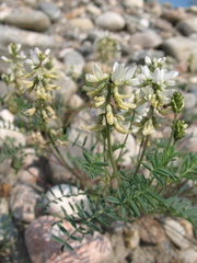 Astragalus versicolor
