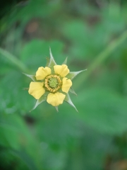 Geum urbanum