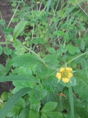 Geum urbanum