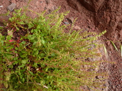 Rumex bucephalophorus