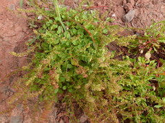 Rumex bucephalophorus