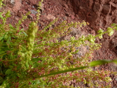 Rumex bucephalophorus