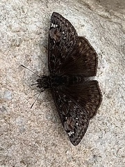 Erynnis juvenalis juvenalis