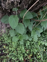 Urtica dioica dioica
