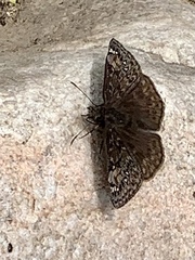 Erynnis juvenalis juvenalis