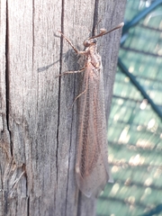 Creoleon lugdunensis