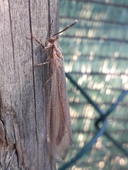 Creoleon lugdunensis