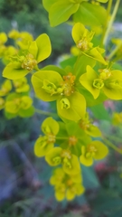 Euphorbia ceratocarpa