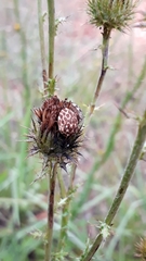Sphaerocoris testudogrisea