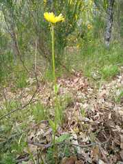 Doronicum plantagineum
