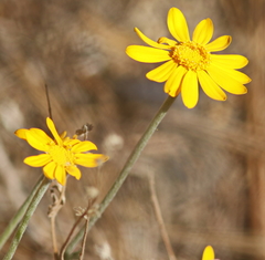 Eriophyllum lanatum achilleoides