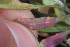 Puccinia subnitens