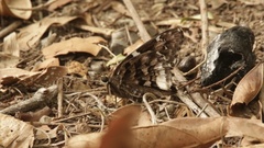 Codatractus bryaxis