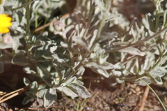 Eriophyllum lanatum achilleoides