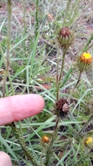 Sphaerocoris testudogrisea