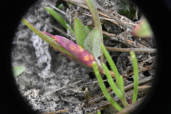 Puccinia subnitens