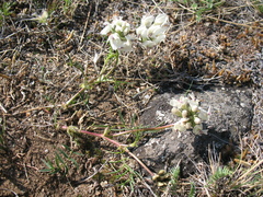 Astragalus chorinensis