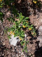 Berberis hispanica