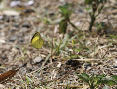 Eurema nilgiriensis