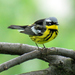 Magnolia Warbler - Photo (c) Dave Fletcher, some rights reserved (CC BY-ND)