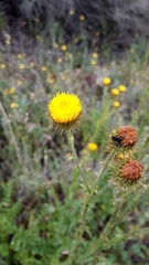 Berkheya carduoides