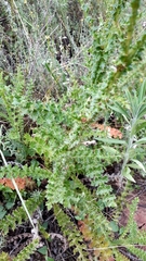 Berkheya carduoides