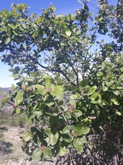 Lonicera arborea