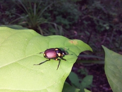 Canthon septemmaculatus