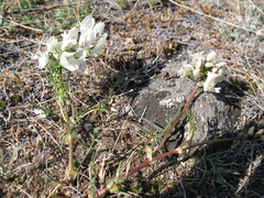 Astragalus chorinensis
