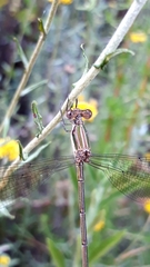 Lestes virgatus