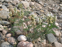 Astragalus chorinensis
