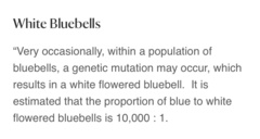Hyacinthoides non-scripta