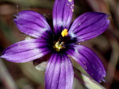 Sisyrinchium hitchcockii