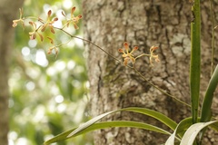 Encyclia parviflora