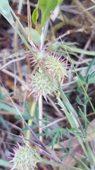 Onobrychis caput-galli