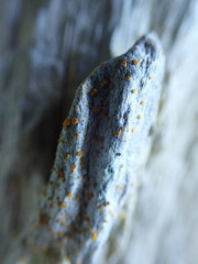 Caloplaca californica