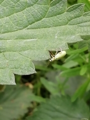 Polydrusus formosus